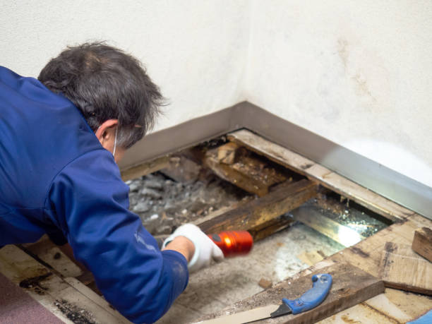 Best Residential Mold Removal  in Cvallis, OR