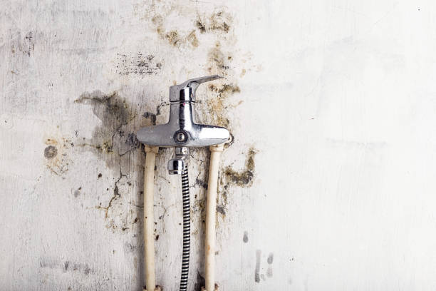 Best Mold Removal Near Me  in Cvallis, OR