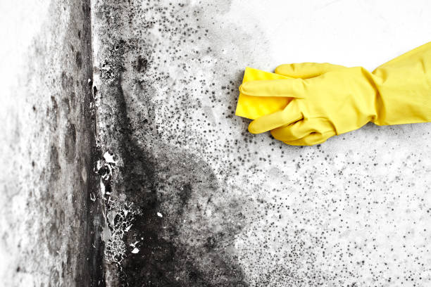 Best Same-Day Mold Removal  in Cvallis, OR