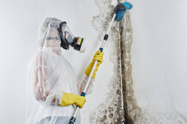 Best Mold Cleaning Services  in Cvallis, OR