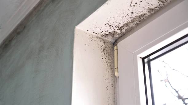 Best Certified Mold Removal  in Cvallis, OR