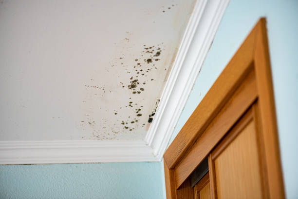 Best Mold Testing  in Cvallis, OR