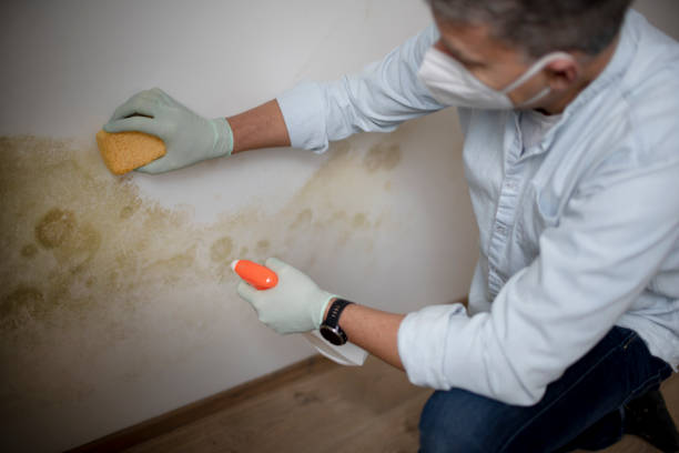 Best Professional Mold Removal  in Cvallis, OR