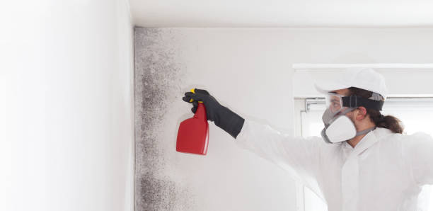 Best Local Mold Removal Service  in Cvallis, OR