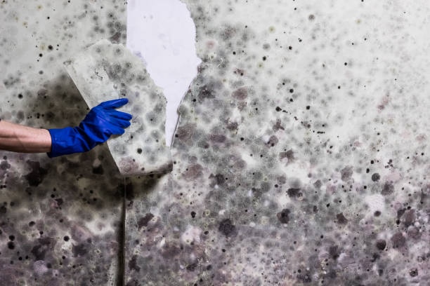 Best Mold Testing  in Cvallis, OR