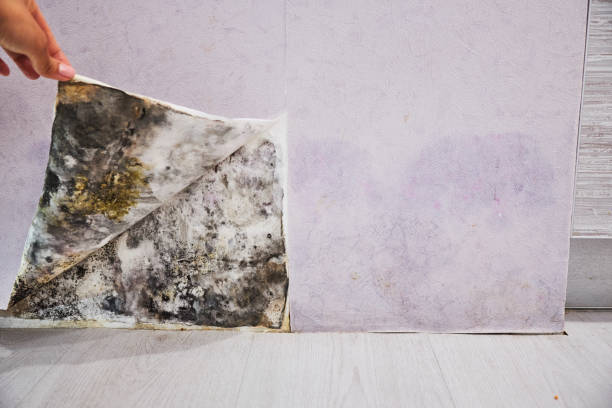 Office Mold Removal Services in Corvallis, OR